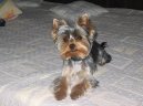 Jorkšírský terier, Yorkshire Terrier,