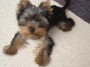Jorkšírský terier, Yorkshire Terrier,