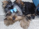 Jorkšírský terier, Yorkshire Terrier,