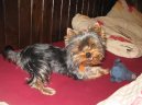 Jorkšírský terier, Yorkshire Terrier,
