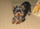 Jorkšírský terier, Yorkshire Terrier,