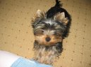 Jorkšírský terier, Yorkshire Terrier,