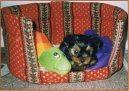 Jorkšírský terier, Yorkshire Terrier,