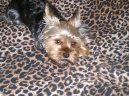 Jorkšírský terier, Yorkshire Terrier,