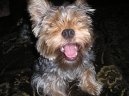 Jorkšírský terier, Yorkshire Terrier,