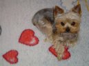 Jorkšírský terier, Yorkshire Terrier,