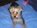 Jorkšírský terier, Yorkshire Terrier,