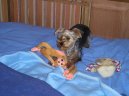 Jorkšírský terier, Yorkshire Terrier,