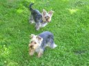 Jorkšírský terier, Yorkshire Terrier,