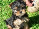 Jorkšírský terier, Yorkshire Terrier,