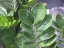 Zamioculcas zamiifolia