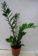 Zamioculcas zamiifolia