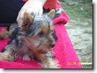 Jorkšírský terier, Yorkshire Terrier,