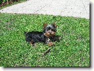 Jorkšírský terier, Yorkshire Terrier,