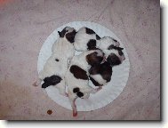 icu, Shih-Tzu