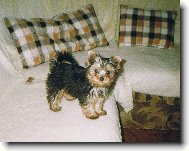 Jorkšírský terier, Yorkshire Terrier,
