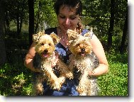 Jorkšírský terier, Yorkshire Terrier,