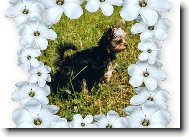 Jorkšírský terier, Yorkshire Terrier,
