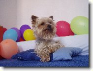 Jorkšírský terier, Yorkshire Terrier,
