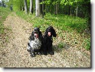 English Cocker Spaniel
