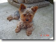 Jorkšírský terier, Yorkshire Terrier,