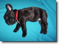 Bouledogue francais, French Bulldog