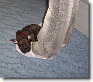 Bouledogue francais, French Bulldog