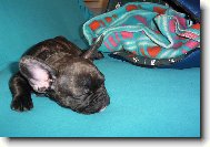 Bouledogue francais, French Bulldog
