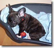Bouledogue francais, French Bulldog