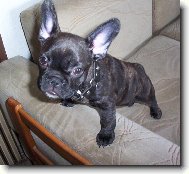 Bouledogue francais, French Bulldog