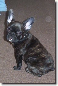 Bouledogue francais, French Bulldog