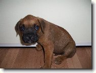 Deutscher Boxer
