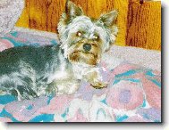 Jorkšírský terier, Yorkshire Terrier,