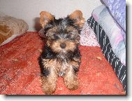 Jorkšírský terier, Yorkshire Terrier,