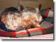 Jorkšírský terier, Yorkshire Terrier,