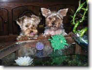 Jorkšírský terier, Yorkshire Terrier,