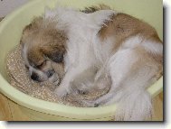 Tibetan Spaniel