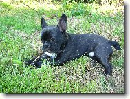 Bouledogue francais, French Bulldog
