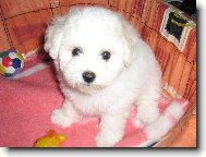 Bichon á poil frisé, Bichon Frise
