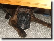 Deutscher Boxer