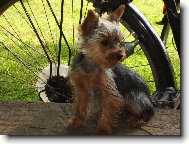 Jorkšírský terier, Yorkshire Terrier,
