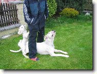 Dogo Argentino