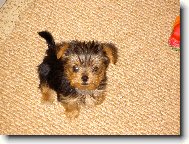 Jorkšírský terier, Yorkshire Terrier,