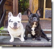 Bouledogue francais, French Bulldog