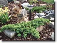 Jorkšírský terier, Yorkshire Terrier,