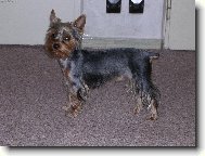 Jorkšírský terier, Yorkshire Terrier,