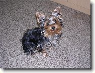 Jorkšírský terier, Yorkshire Terrier,