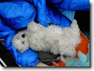 Bichon á poil frisé, Bichon Frise