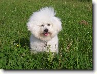 Bichon á poil frisé, Bichon Frise