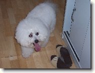 Bichon á poil frisé, Bichon Frise